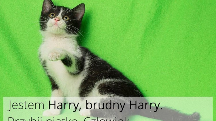 Brudny Harry