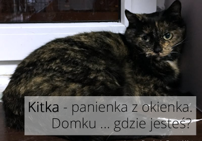 Kitka – panienka z okienka