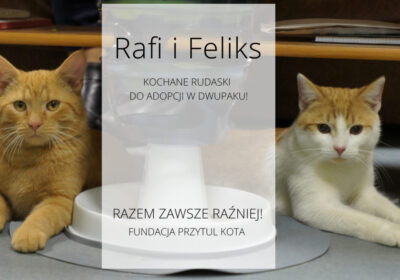 Rafi i Felix w domku!