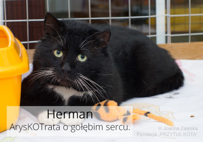 Jego Wysokość Herman pojechał do domu!