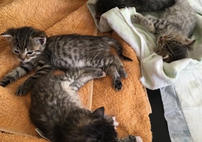 Kitteny z Ozorkowa