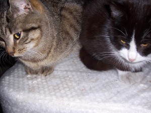 Po lewej Książe, po prawej- Tofik (wiek okoBo 8 miesięcy, kot pełen energii, rozrabiaka).