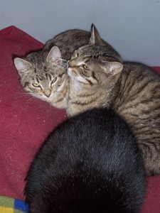 Po lewej kocurek (około 6 mies.), po prawej- kotka, Lejla (około 9 miesięcy). Oswojone. mruczące, czerpiące przyjemność z przebywania z człowiekiem.