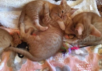 Kocia mama – Pistacja i jej ostatni Rudzielec