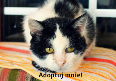 Staś poleca się do adopcji!