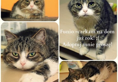 Funio poleca się do adopcji