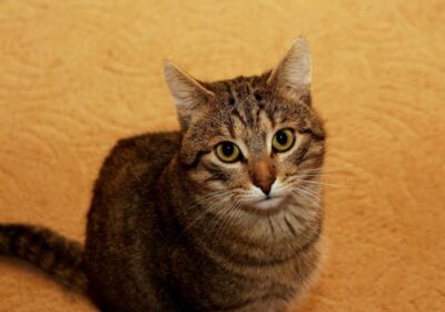 Kabi – wspaniały koci towarzysz szuka odpowiedzialnego domu