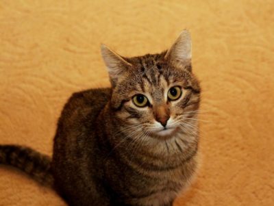 Kabi – wspaniały koci towarzysz