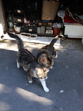 Dwie kotki wyrzucone na ulicę – ogłoszenie grzecznościowe