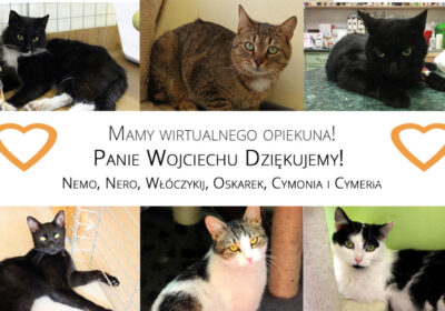 Nowe Wirtualne Adopcje