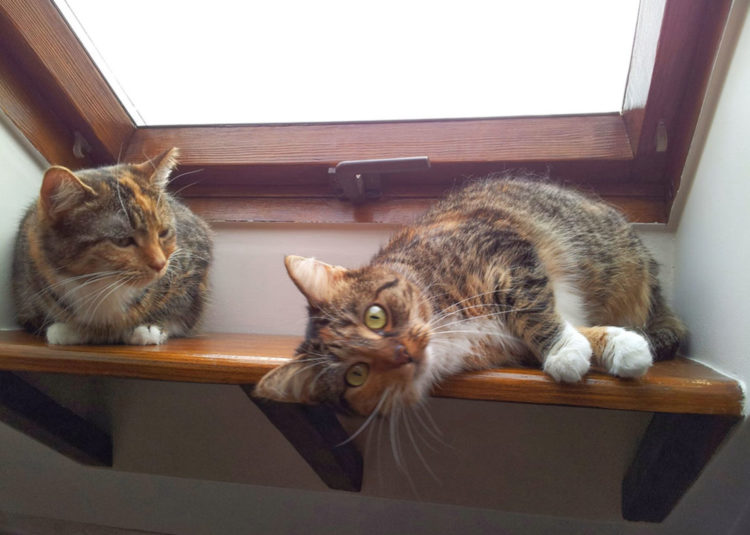 [Ogłoszenie grzecznościowe] Dwie kocie siostry