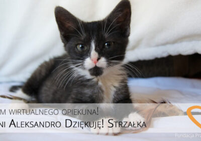 Nowy Wirtualna Adopcja