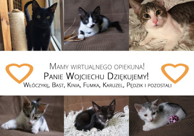 Nowe Wirtualne Adopcje