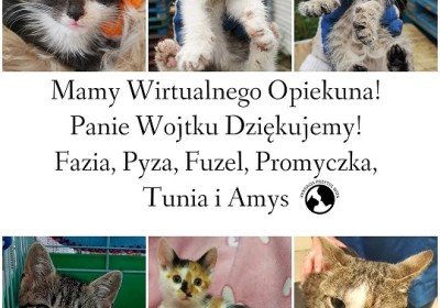 Nowe Wirtualne Adopcje