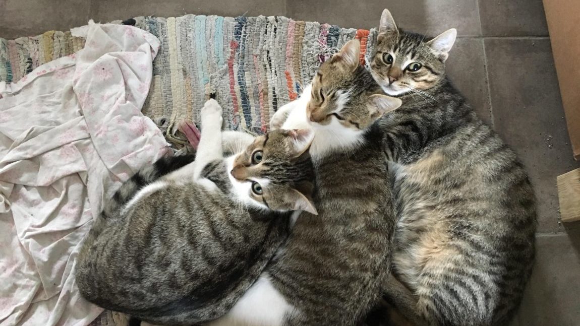 [Ogłoszenie grzecznościowe] Trzy kotki szukają domu