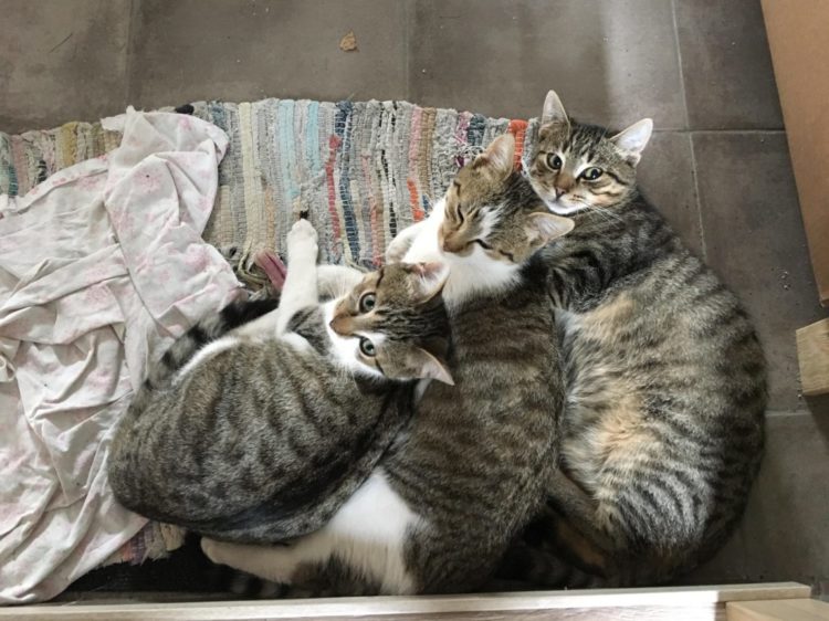 [Ogłoszenie grzecznościowe] Trzy kotki szukają domu