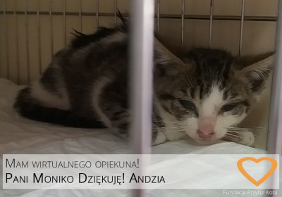 Nowe Wirtualne Adopcje