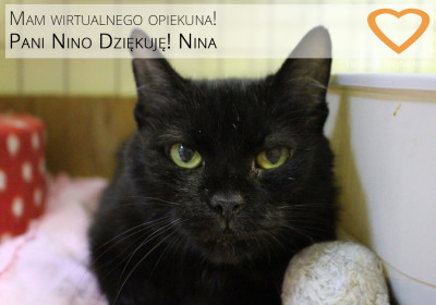 Nowa Wirtualna Adopcja