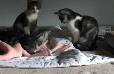 [Ogłoszenie grzecznościowe] Kocia mama z małymi