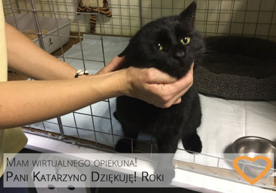 Nowa Wirtualna Adopcja