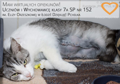 Nowa Wirtualna Adopcja