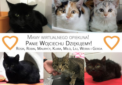 Nowe Wirtualne Adopcje