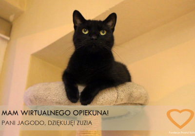 Nowa Wirtualna Adopcja