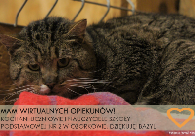 Nowe Wirtualne Adopcje