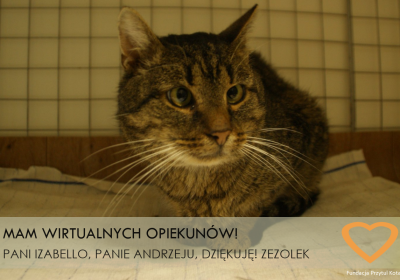 Nowe Wirtualne Adopcje