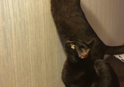 [Ogłoszenie grzecznościowe] Kocie rodzeństwo poszukuje domu!