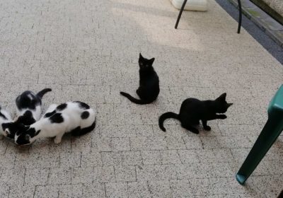 [Ogłoszenie grzecznościowe] Trzymiesięczne kocięta szukają domu