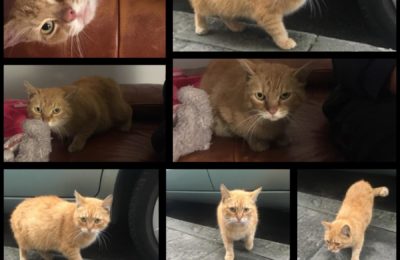 [Ogłoszenie grzecznościowe] Porzucona ruda kotka szuka domu