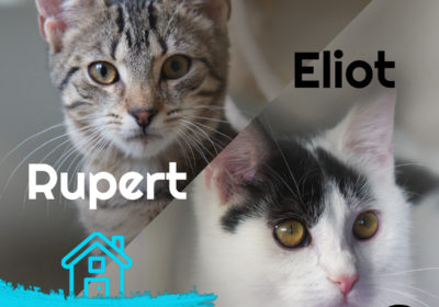 Eliot i Rupert w domkach!