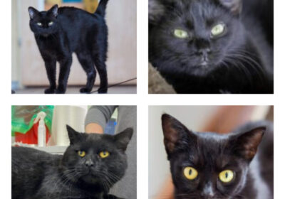 W Halloween czarne koty polecają się do adopcji!