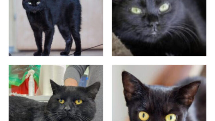 W Halloween czarne koty polecają się do adopcji!