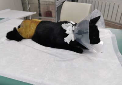 Tuńczyk po operacji