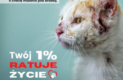 Podaruj 1% bezdomnym kotom