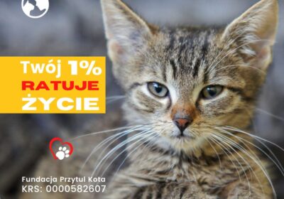 Podarój Twój 1% bezdomnym kotom
