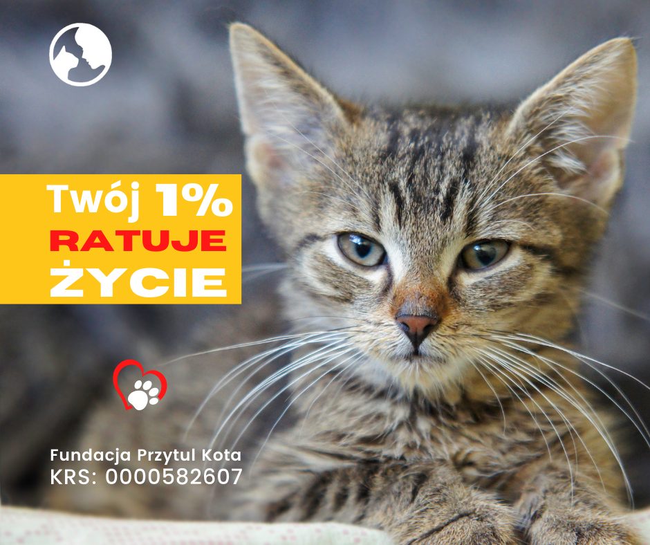 Podarój Twój 1% bezdomnym kotom