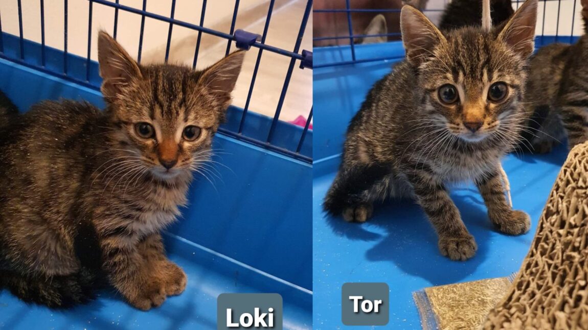 Tor i Loki