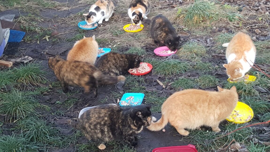 Zbiórka na karmę dla kotów wolno żyjących