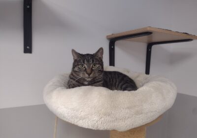 Agrafka, Naparstek i Szpilka zamieszkali w Mruczarni