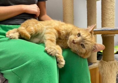 Bigos – aktualizacja