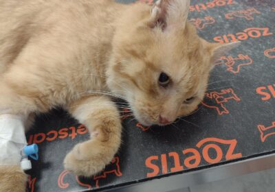 Guslik potrzebuje operacji