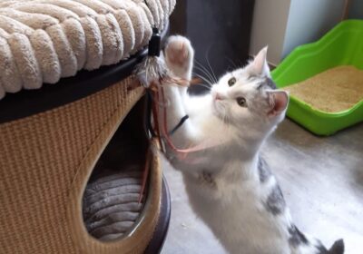 Miri – aktualizacja