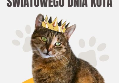 Światowy Dzień Kota