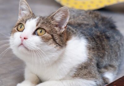 Grubson – aktualizacja