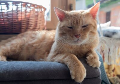 Guslik – aktualizacja