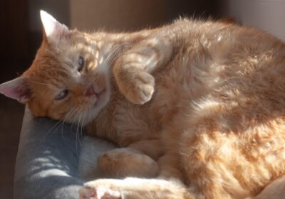 Guslik – aktualizacja