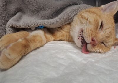 Guslik już po operacji